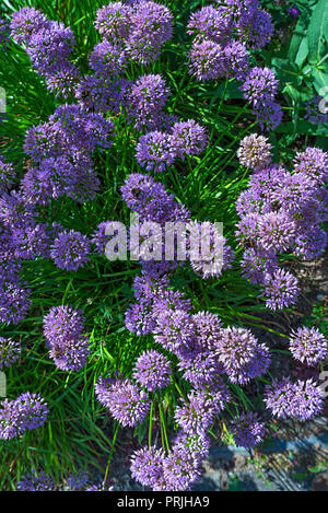 Wild Lauch (Allium ampeloprasum), Blüten, Deutschland Stockfoto