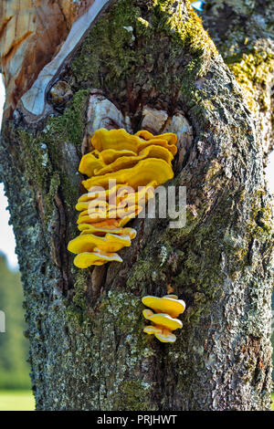 Schwefel polypore (Laetiporus sulfureus), Baum Pilz, sporocarp in der Amtsleitung, Schwarzwald, Baden-Württemberg, Deutschland Stockfoto