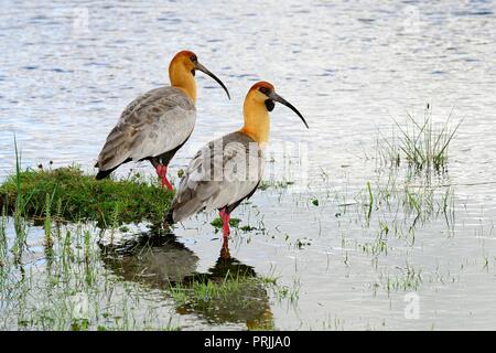 Zwei Buff-necked Ibisse (Theristicus caudatus) sind im Wasser, Lago Roca, Nationalpark Tierra del Fuego Stockfoto