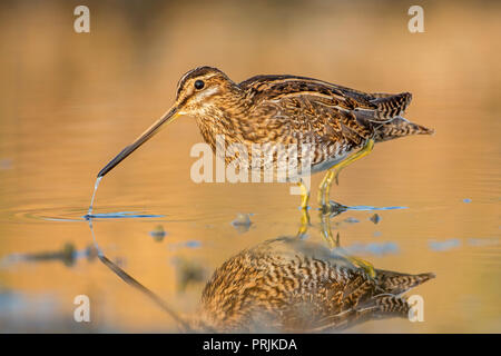 Bekassine (Gallinago gallinago) in Wasser Futtersuche, Neusiedler See, Österreich Stockfoto