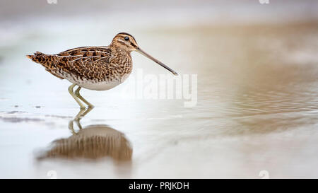 Bekassine (Gallinago gallinago) steht im Wasser, Neusiedler See, Österreich Stockfoto