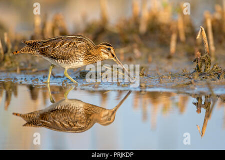 Bekassine (Gallinago gallinago) in Wasser Futtersuche, Neusiedler See, Österreich Stockfoto