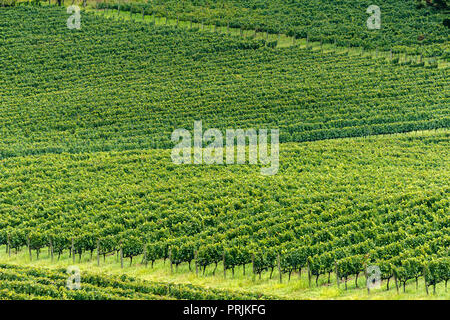 Weinbau, Vale dos Vinhedos, Rota da Uva e de Vinho, Trauben und Wein Straße, Bento Goncalves, Rio Grande do Sul, Brasilien Stockfoto