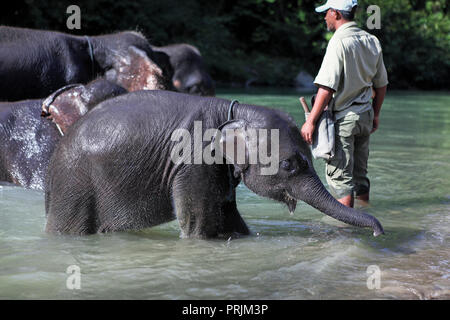 Mahout waschen Elefanten bei Tangkahan im Gunung Leuser Nationalpark, Sumatra, Indonesien Stockfoto