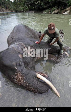 Mahout waschen Elefant in Tangkahan im Gunung Leuser Nationalpark, Sumatra, Indonesien Stockfoto