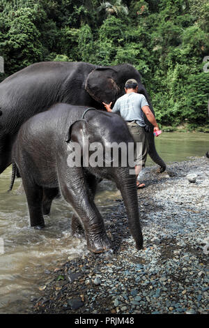 Mahout waschen Elefanten bei Tangkahan im Gunung Leuser Nationalpark, Sumatra, Indonesien Stockfoto