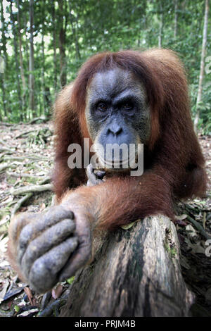 Weiblichen erwachsenen Orang-utan im Gunung Leuser Nationalpark, Sumatra, Indonesien Stockfoto