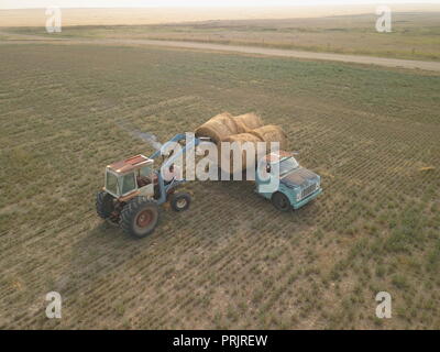 Laden von Heu, Saskatchewan, Kanada, Palliser Triangle, Brian Martin RMSF Stockfoto