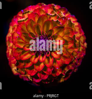 Zinnia Blume unter ultravioletter UV-Licht zeigt hell fluoreszierende orange und gelb markiert die Schaffung einer surrealen abstrakten Look Stockfoto