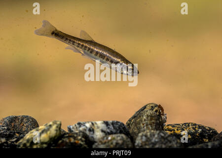 Eurasischen elritze (Phoxinus phoxinus) ist eine kleine Art von Süßwasserfischen in der Karpfen Familie Cyprinidae. Schwimmen im Fluss mit felsigen Boden. Stockfoto