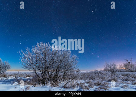 Orion und die Sterne der nördlichen Winter steigende im Mondlicht über eine verschneite Landschaft an meinem Haus im südlichen Alberta, in der sehr kalten und frostigen -20 Stockfoto