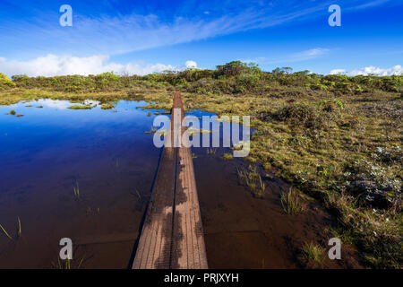 Boardwalk auf dem Alakai Swamp Trail, Kokee State Park, Kauai, Hawaii USA Stockfoto