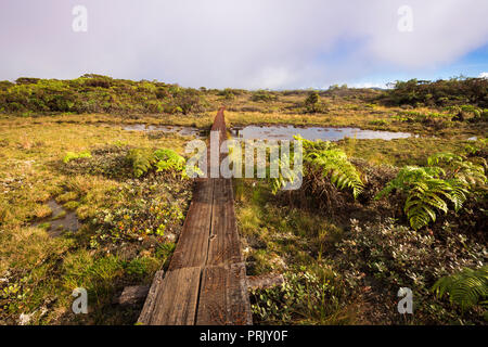 Boardwalk auf dem Alakai Swamp Trail, Kokee State Park, Kauai, Hawaii USA Stockfoto