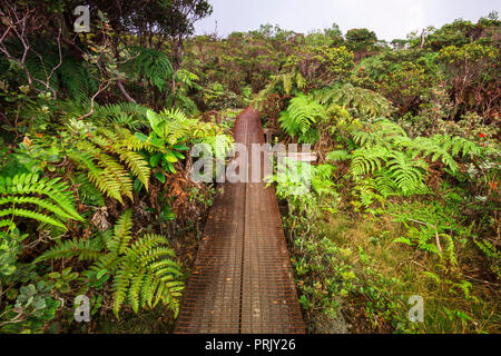 Boardwalk auf dem Alakai Swamp Trail, Kokee State Park, Kauai, Hawaii USA Stockfoto