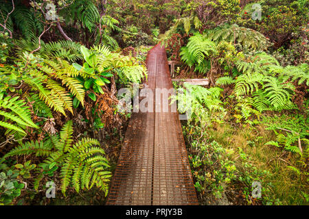 Boardwalk auf dem Alakai Swamp Trail, Kokee State Park, Kauai, Hawaii USA Stockfoto