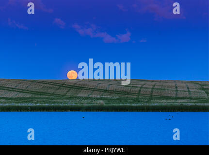 Die aufgehende Vollmond Juni, betitelt die "Strawberry Moon" in den Medien, wie sie sich über einer Wiese, Teich im südlichen Alberta, am 9. Juni 2017. Thi Stockfoto