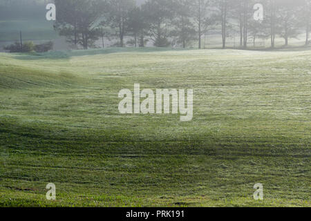 Hintergrund mit grüner Wiese und gelbe Sonnenlicht, Nebel Abdeckung Gras Hügel. Fotos im Golf Course Design Ideen, Travel, Werbung Stockfoto
