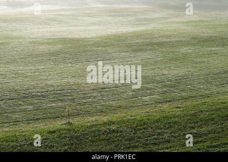 Hintergrund mit grüner Wiese und gelbe Sonnenlicht, Nebel Abdeckung Gras Hügel. Fotos im Golf Course Design Ideen, Travel, Werbung Stockfoto