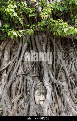 Stein Leiter der Buddha eingebettet in Stämme der Bäume mit Laub in der Stadt von Ayutthaya Stockfoto