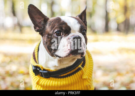 Portrait von Boston Terrier Hund im Herbst Park Stockfoto