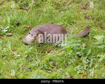 Gemeinsame, Fischotter Fischotter (Lutra lutra), Tierpark Lusen, Nationalpark Bayerischer Wald, Bayern Stockfoto