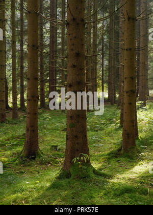 Kreuzotter Wanderweg, Nationalpark Bayerischer Wald, Bayern Stockfoto