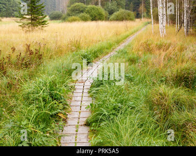 Holz weg Kreuzung Moor auf Kreuzotter Wanderweg, Nationalpark Bayerischer Wald, Bayern Stockfoto