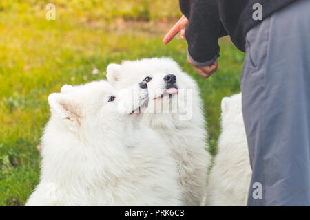 Weiße Samojeden Hunde auf einem Spaziergang im Herbst Park Stockfoto