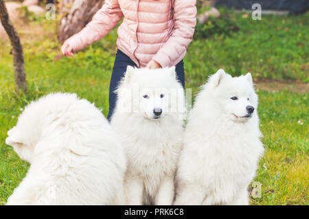 Drei weiße Samojeden Hunde auf einem Spaziergang im Herbst Park Stockfoto