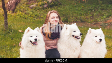 Happy girl geht mit drei weiße Samojeden Hunde im Herbst Park Stockfoto