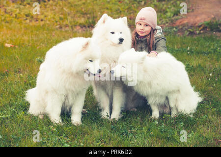 Kleines Mädchen gehen mit drei weiße Samojeden Hunde im Herbst Park Stockfoto