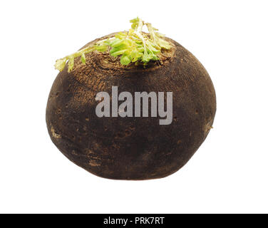 Schwarzem Rettich Stockfoto