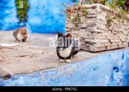 Schöne streunende Katzen schlafen und Spaziergang in den Straßen von Marokko. Schöne Märchen Straßen von Marokko und Katzen leben auf Ihnen. Einsamen obdachlosen Katzen Stockfoto