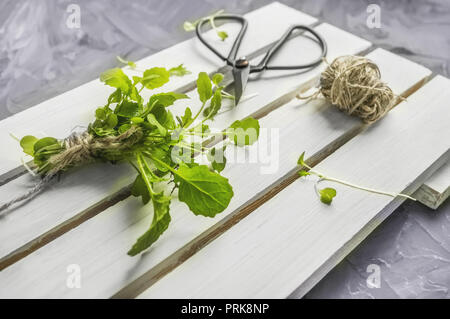 Frische Rucola Salat gartenkresse Salat und Baby Salat mit großen vintage Schere auf die hölzerne Oberfläche der Box Stockfoto