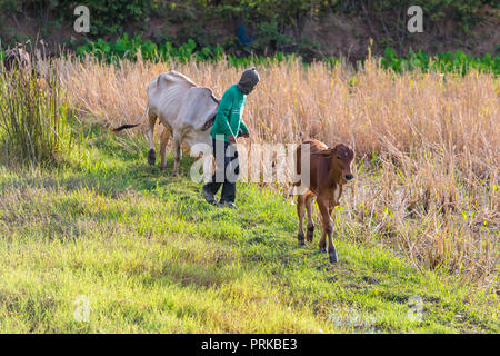 CHIANG MAI, THAILAND, Jan 10, 2018: Der junge Braune Kalb im Bereich Wandern vor der Landwirt und anderen Kuh Stockfoto