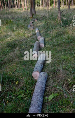 Frisch geschnittenen Baum anmelden mit in das Gras in den Wald Stockfoto