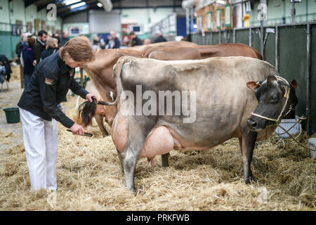 Eine Kuh blickt auf ihren Schwanz, während sie von ihrem Handler in den Schuppen auf dem The Dairy Show, Bath & West Showground, Shepton Mallet, die mit rund 3,000 Viehzuchtbetrieben eine der größten Milchmessen Großbritanniens ist, gebürstet wird. Stockfoto