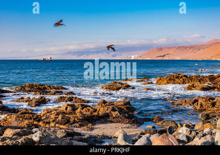 Pelikane in der Nähe von Santiago de Chile Stockfoto