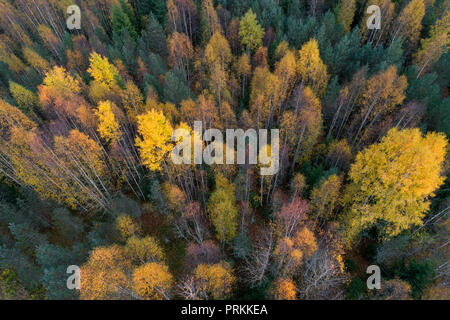 Luftaufnahme der Bunte Herbst Laub der boreale Wald im nordischen Land Stockfoto