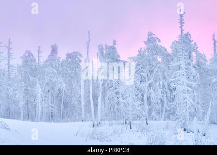 Fabelhafte Weihnachten Winter Wald bei Sonnenuntergang, alles mit Schnee bedeckt ist. Kiefer und fichte Bäume im Schnee bedeckt. Blizzard und Schneesturm, der Alle Stockfoto