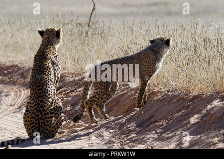 Geparden (Acinonyx jubatus), erwachsene Frau sitzt mit ihrem ständigen Baby, auf einem Feldweg, Kgalagadi Transfrontier Park, Northern Cape, Südafrika Stockfoto