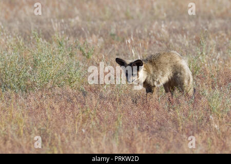 Bat-eared Fox (Otocyon Megalotis) auf der Suche nach Beute in trockenes Gras, Kgalagadi Transfrontier Park, Northern Cape, Südafrika, Afrika Stockfoto