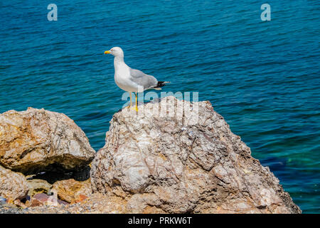 Möwe steht auf einem Felsen am Meer. Stockfoto