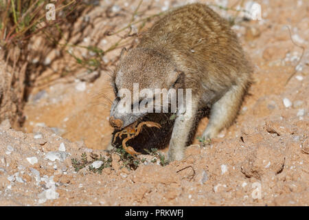 Erdmännchen (Suricata suricatta), erwachsenen Tier im Fuchsbau, Fütterung auf ein Skorpion, Kgalagadi Transfrontier Park, Northern Cape, Südafrika, Afrika Stockfoto