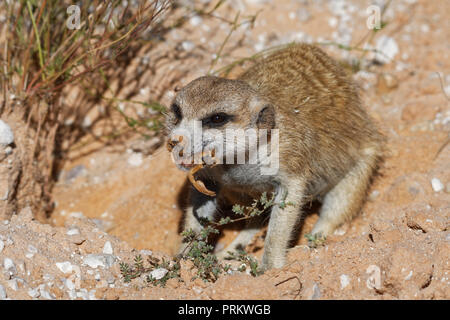 Erdmännchen (Suricata suricatta), erwachsenen Tier im Fuchsbau, Fütterung auf ein Skorpion, Kgalagadi Transfrontier Park, Northern Cape, Südafrika, Afrika Stockfoto