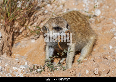 Erdmännchen (Suricata suricatta), erwachsenen Tier im Fuchsbau, Fütterung auf ein Skorpion, Kgalagadi Transfrontier Park, Northern Cape, Südafrika, Afrika Stockfoto