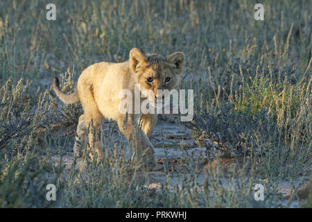 Afrikanischer Löwe (Panthera leo), Lion cub zu Fuß in das trockene Gras, Kgalagadi Transfrontier Park, Northern Cape, Südafrika, Afrika Stockfoto