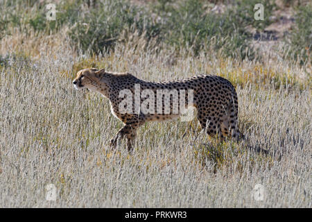 Gepard (Acinonyx jubatus) Wandern in der Hohen trockenes Gras, Alert, Kgalagadi Transfrontier Park, Northern Cape, Südafrika, Afrika Stockfoto