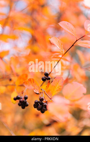 Aronia, Aronia Beeren. Blätter im Herbst Farben. Stockfoto