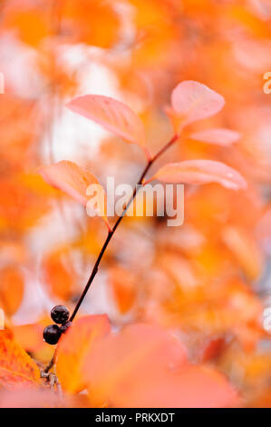 Aronia, Aronia Beeren. Blätter im Herbst Farben. Stockfoto